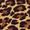 Leopardia